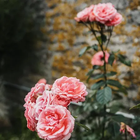 Dom wakacyjny La Maison Du Pecheur